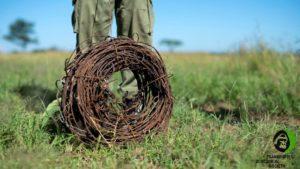 A large number of wire snares collected and later destroyed by rangers
