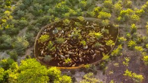 CLAWS improves grasslands and lion conservation in Botswana by implementing communal herding, a planned grazing technique, and GPS-tracked lions to protect livestock, people, and predators.