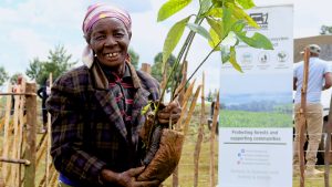 A Kenyan lady holding a tree ready for planting, part of Rhino Ark’s community development efforts to restore Kenya's mountain forests.