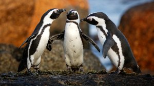 Three African Penguins sat atop a rock. Photo credit: Dan Callister.
