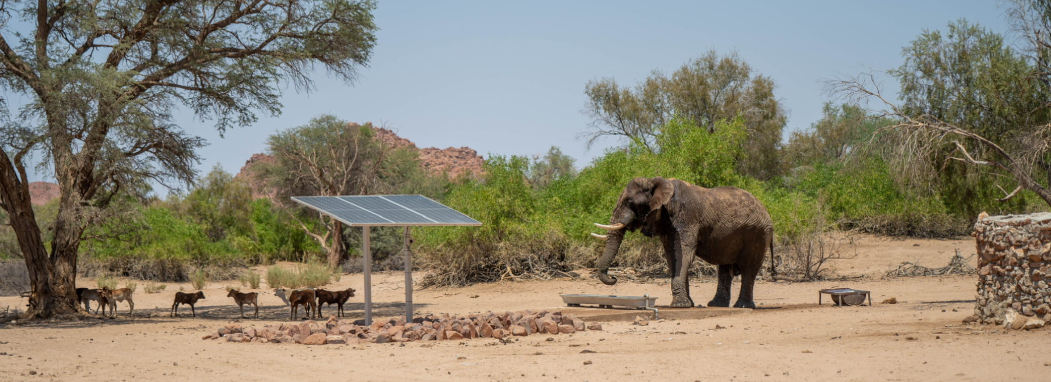 Livestock and an elephant drink from a water point in Namibia built by Elephant-Human Relations Aid (EHRA), which allows people and desert elephants to coexist peacefully.